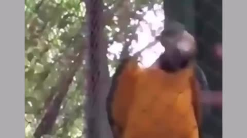 wag some tail feathers tonight