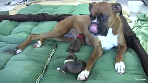 DOG HAS AMAZING BIRTH WHILE STANDING