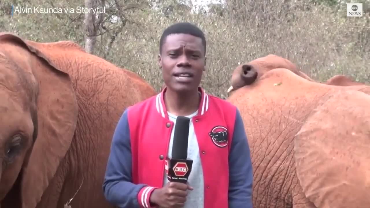 Baby elephant interrupts reporter's piece to camera