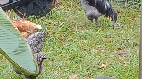 Wet Christmas Day - Wet Happy Chickens