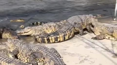 biggest crocodile
