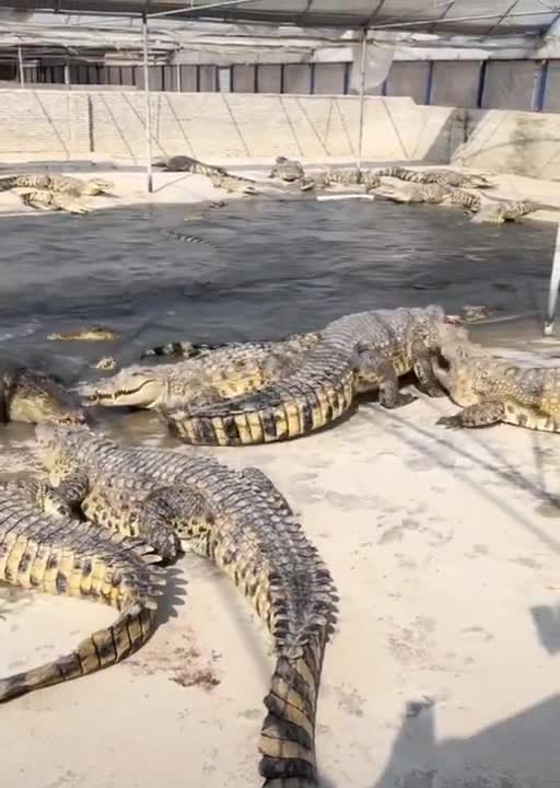biggest crocodile