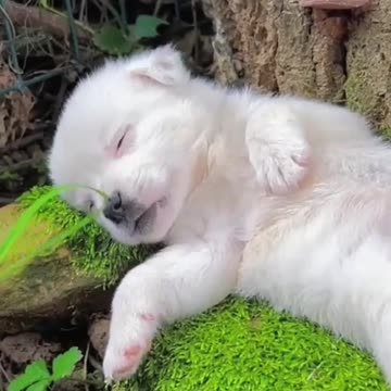 Cute puppy feel sleepy