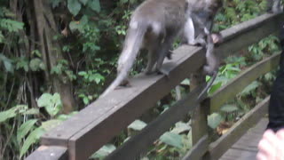 Baby Monkey