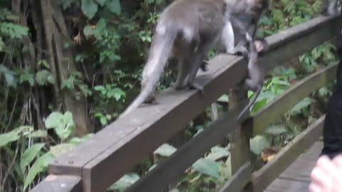 Baby Monkey