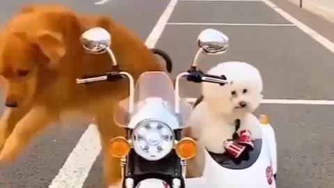 SMART BIKERS 🐶🐶