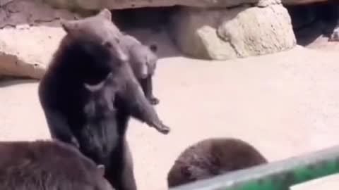 Funny Animals Video #2