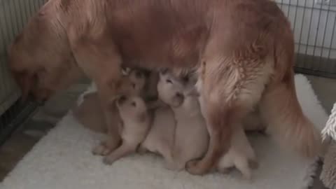 Funny puppies