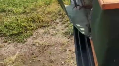 How Pigeons Always Find Their Way Home