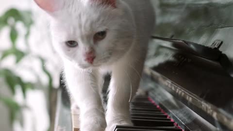 Cats Want to be play music 😀😊