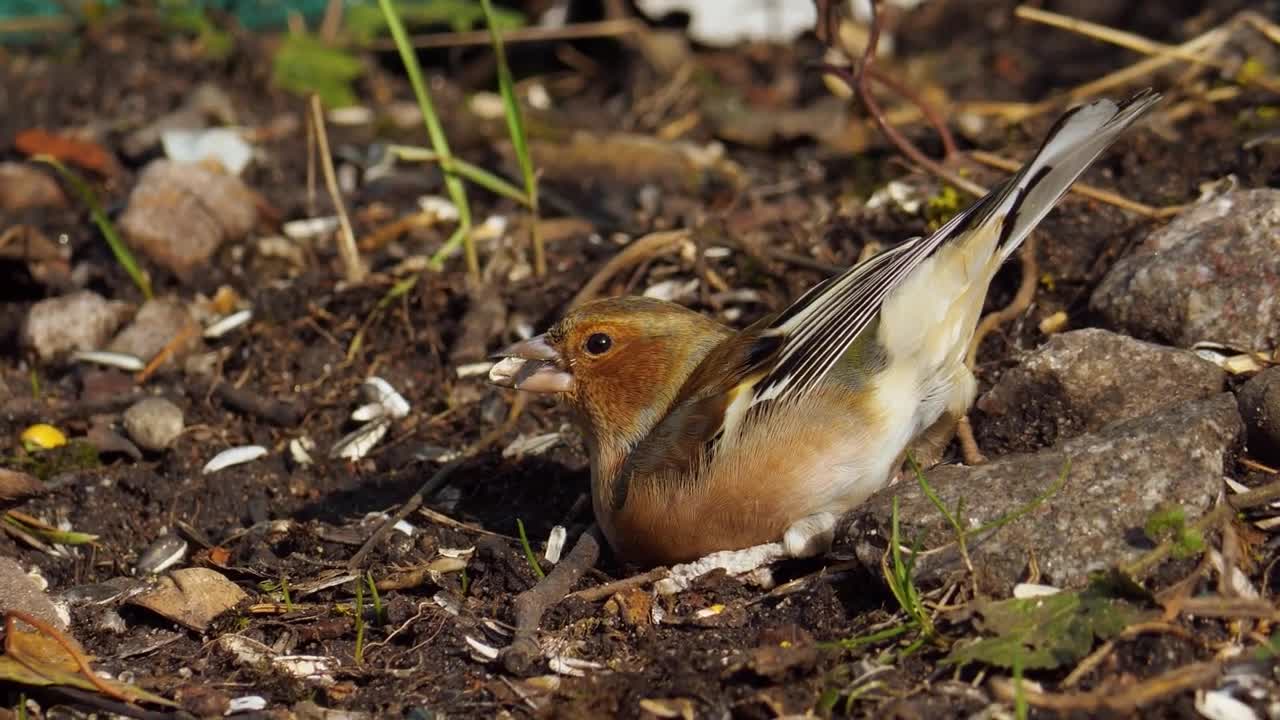 4K ULTRA HD ANIMAL VIDEO - beautiful Animals in nature short video