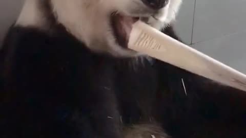 Funny and cute panda pat 2 #mukbang