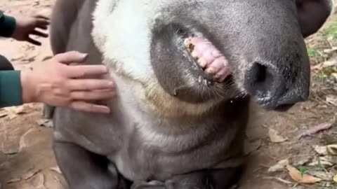 Funny moments of animal.............