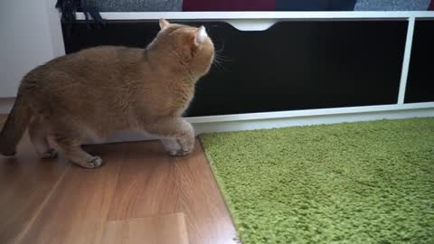 Enemy number one for domestic cats - the vacuum cleaner!