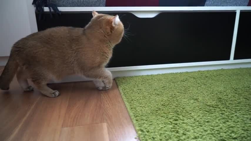 Enemy number one for domestic cats - the vacuum cleaner!