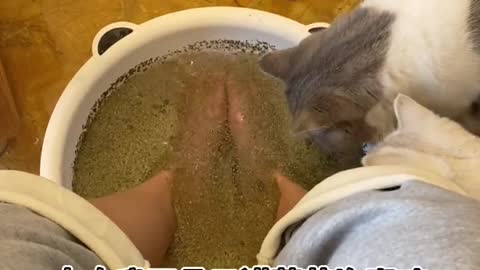 Soak your feet in catnip to attract a crowd of cats