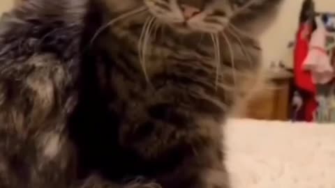 Funny cats and dogs funniest animals funny video of pets❤️🐶