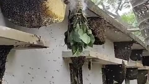 Lucky boy found million dollar Honey🍯