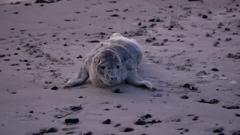 Sea Cutey