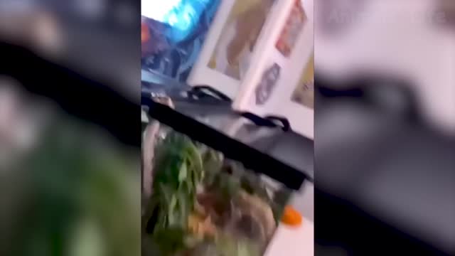 Funny animal videos