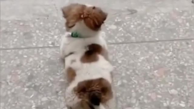 Cute dog
