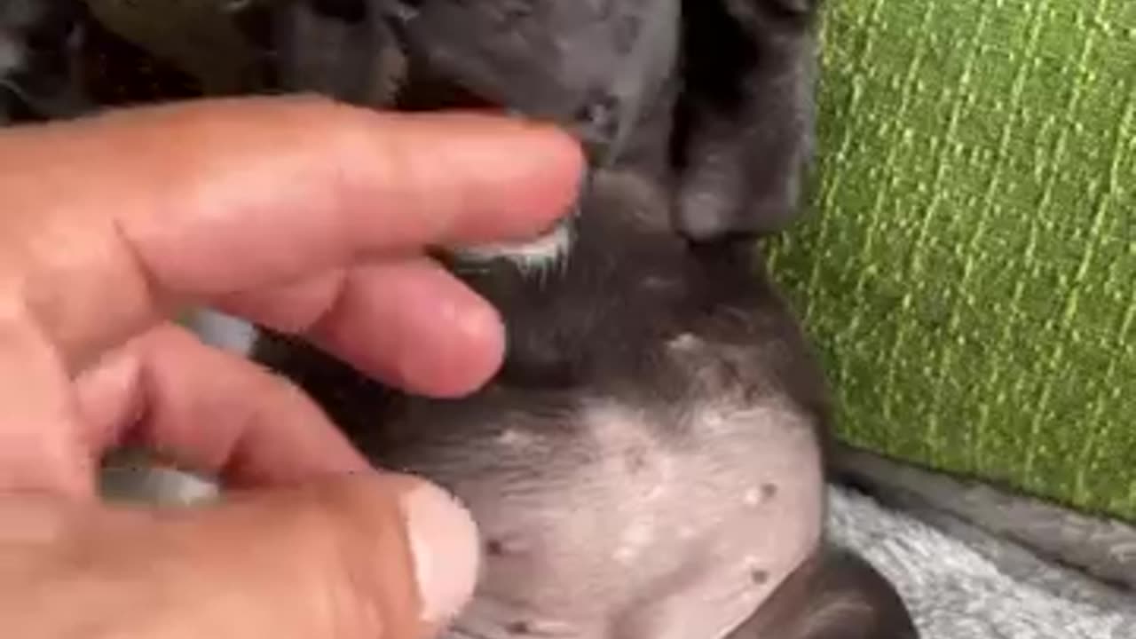 Dog video
