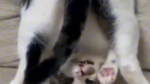 Funny cats 🤣