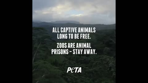 I want to break free. Gorrila in need.