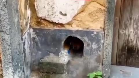 🤣Funny animal video 🤣 sincerely hope you enjoy it
