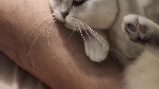 #puppycute #cutepuppy #cutecat #fyp The Best cats of 2022