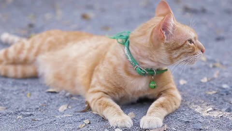 Cute Domestic Cat