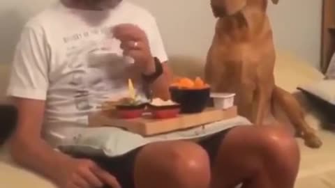 🙏❤️🎉🎉🎉🎊🎊🎊️SWEET AND FUNNY ANIMALS SHOTS 🙏❤️❤️🎉🎉🎉🎊🎊🎊