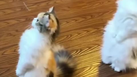 Cats go crazy for these 4 music