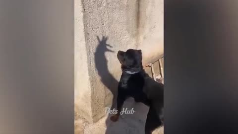 New Funny animals. Funniest cats.