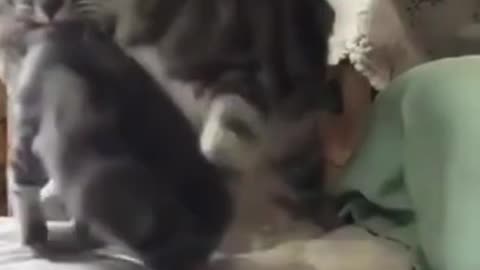FUNNY COMPILATION VIDEOS 10 _ FUNNY ANIMAL COMPILATION _ #SHORTS