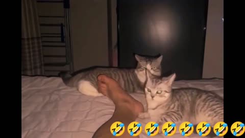 New Funny Pets
