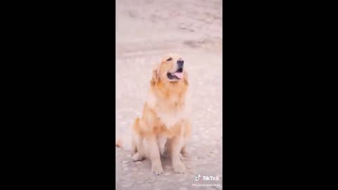 The Best Golden Retriever TikTok Compilation 2021 | Dogs Of TikTok