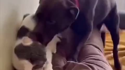Comedy dogs