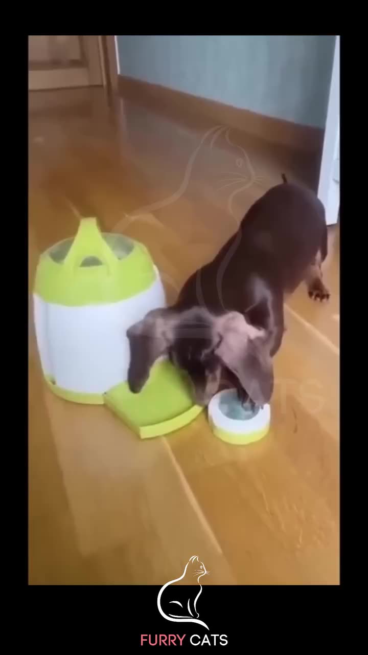 Funniest Animals New Funny Cats and Dogs Videos 2024 14