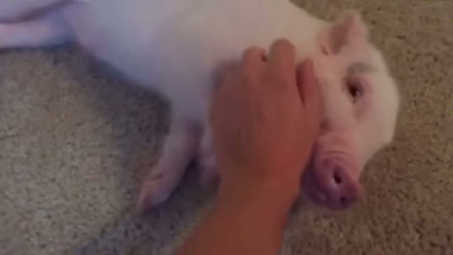 Pickle really wants a belly rub