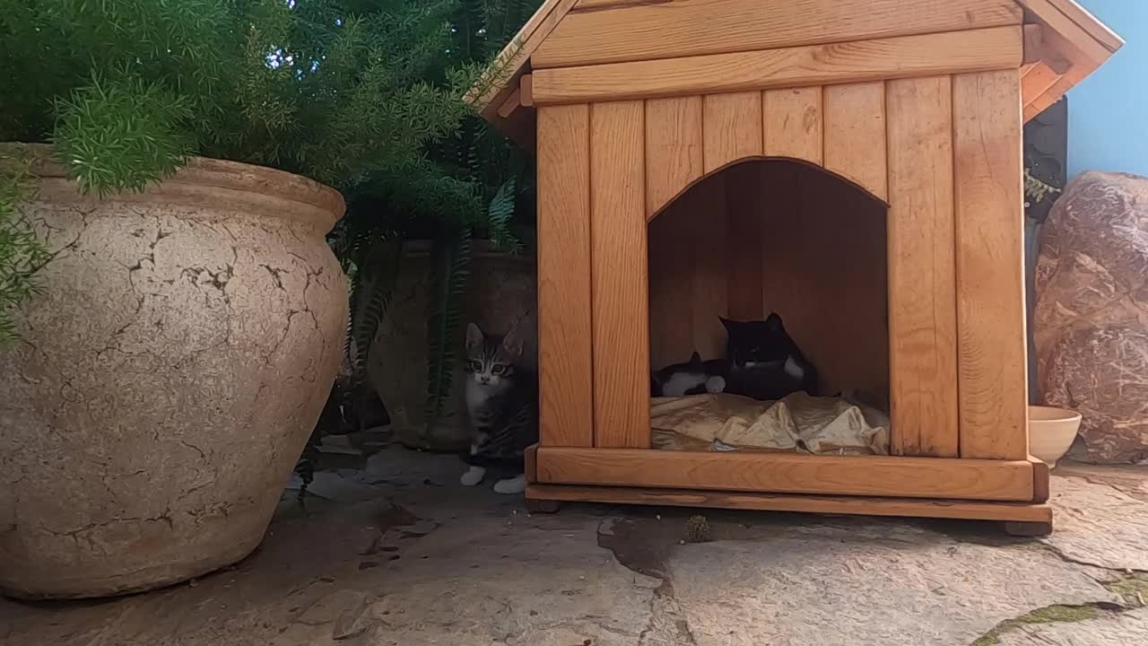 Mother cat talking to her kittens with her cutest meow will warm your heart
