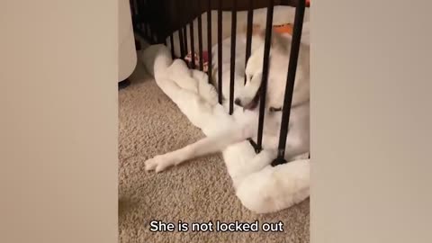 Cats and Dogs 2023 / Funniest Animals Video