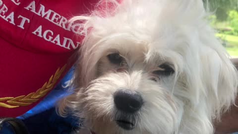 Patriot Loulou news 🗞️ that’s MAGA big Mike pulled a muscle in her balls etc etc 😳🇺🇸