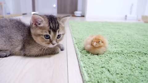Looking back on how kitten Kiki met tiny chicks for the first time