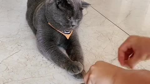 Smart Cat Saves Snacks: Hilarious Footage of Feline Hiding Dropped Cat Food!