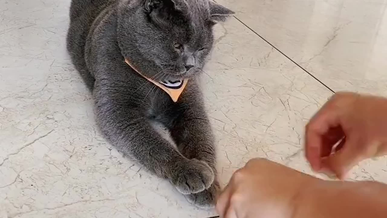 Smart Cat Saves Snacks: Hilarious Footage of Feline Hiding Dropped Cat Food!