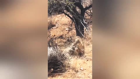 Leopard hunting porcupine gets quills in face! 🤕