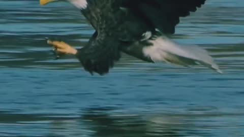 Eagale fish
