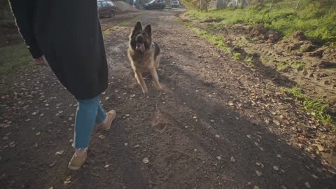 Living with My German Shepherd Tips & Tricks!