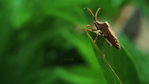 #bettle #insects #forest wild life